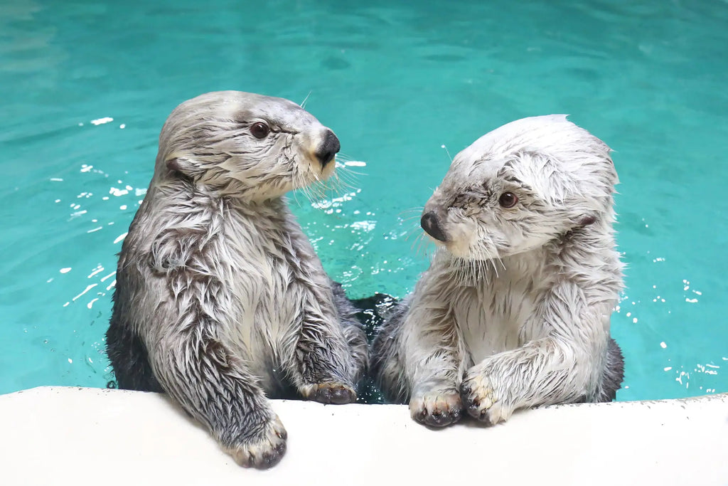 【三重・鳥羽旅館組合×夜の鳥羽水族館が初コラボ　鳥羽の宿に泊まってナイトアクアリウムと冬の花火が楽しめる3日間！　９月1日発売】