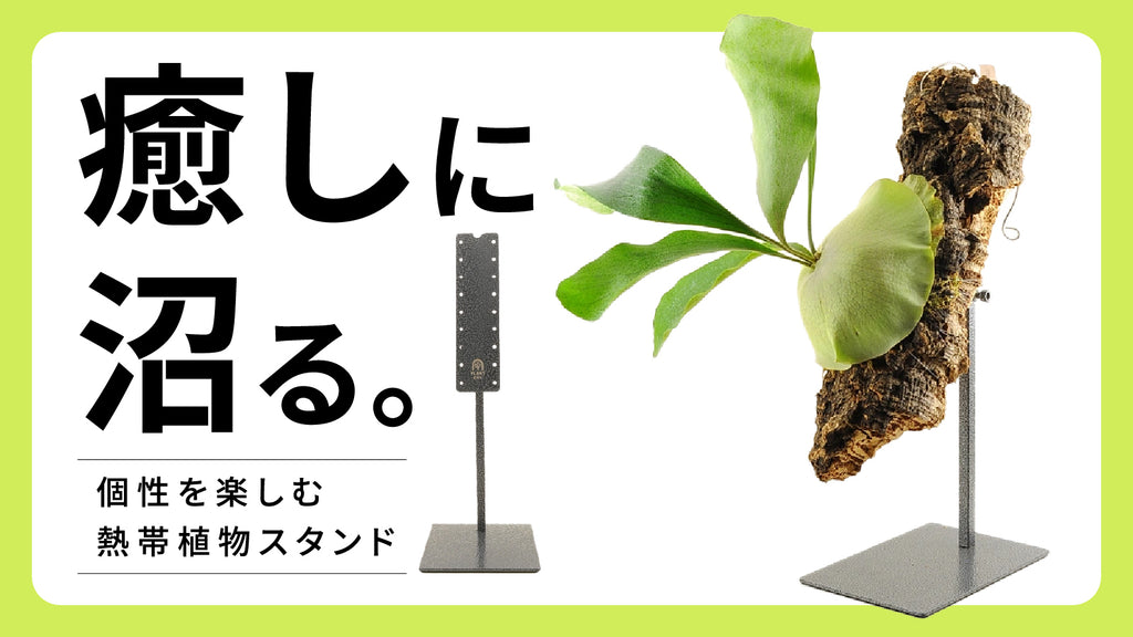 鉢、不要！インテリアへの新提案。PLANTENTから植物好きを増やすための【熱帯植物スタンド】をリリース。「Makuake」でのプロジェクト目標金額達成