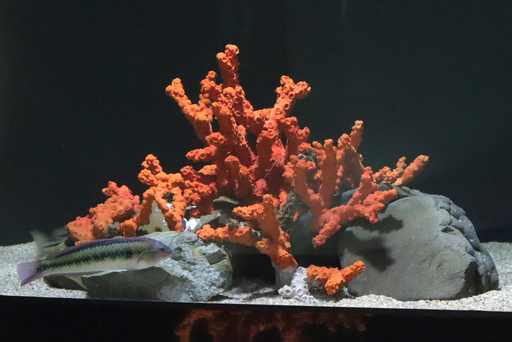 瀬戸内海に生息するサンゴ「オノミチキサンゴ」を展示しています 四国水族館で10月18日（水）から展示中